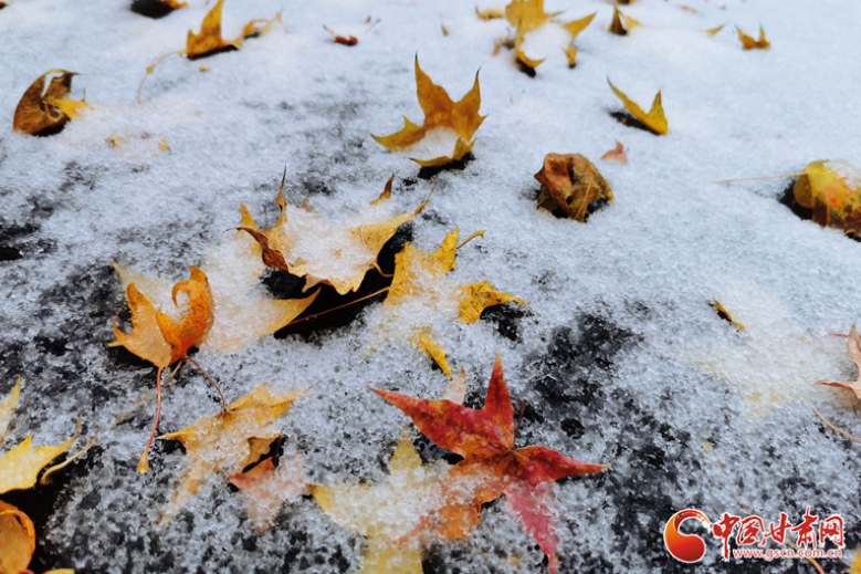凯发k8静宁迎来今秋首场雨夹雪 雪映红叶愈妖娆