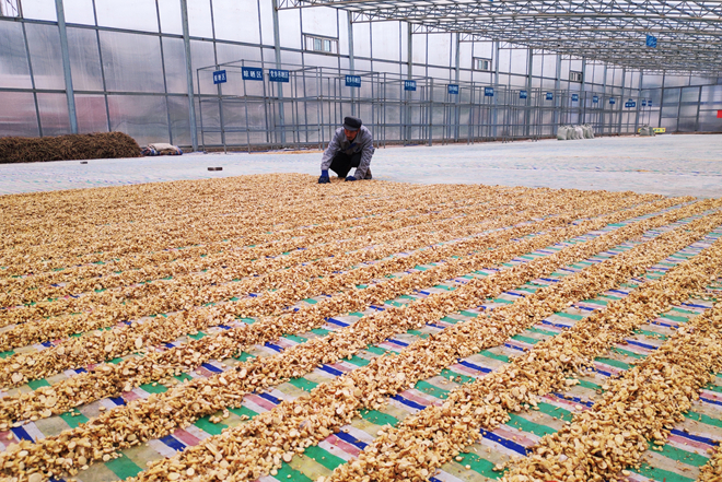 【凯发k8省决战决胜脱贫攻坚】天津帮忙建扶贫车间为会宁中药材产业强筋骨