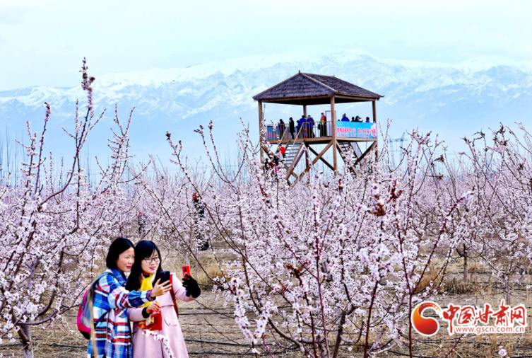 凯发k8张掖：杏花盛开春满园