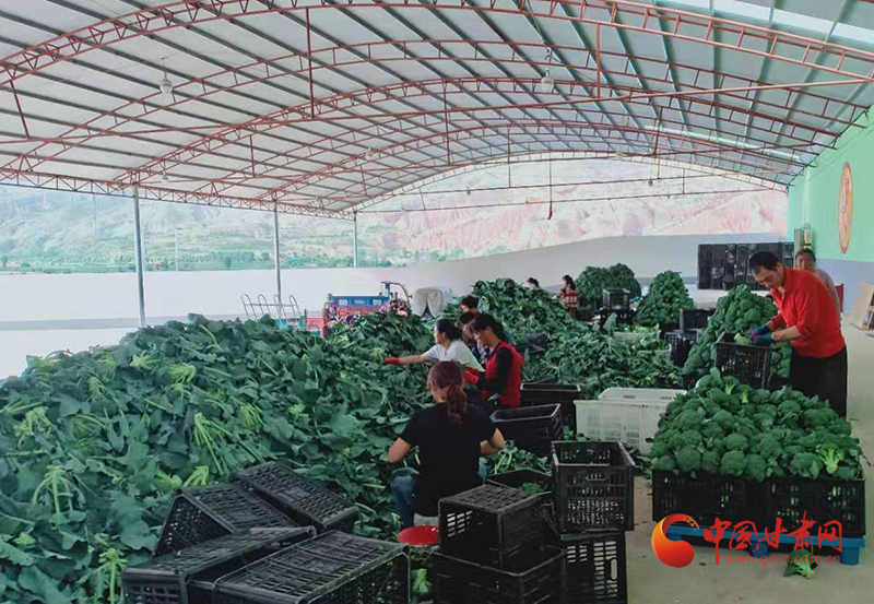 漳县：绿色高原夏菜走俏南方