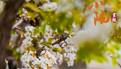 临洮：杏花染春 牡丹红透洮河畔