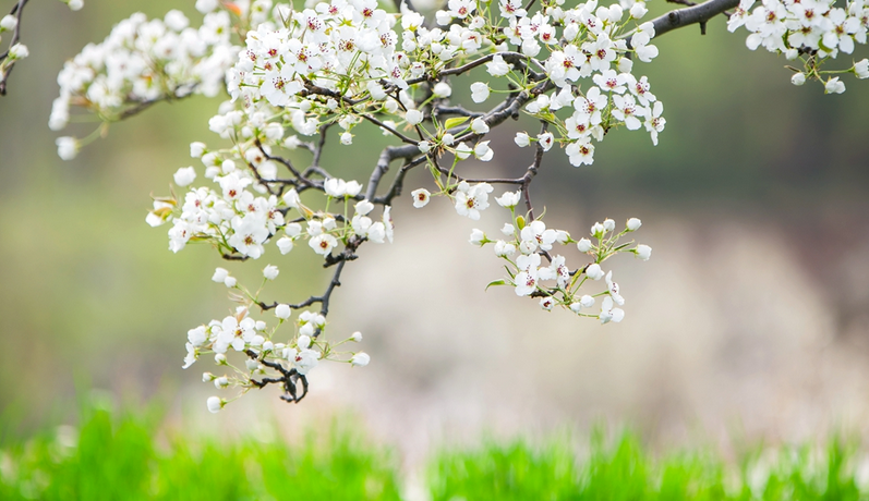 【小陇画报·489期】临洮：杏花染春 牡丹红透洮河畔